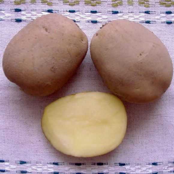 Картофель уладар описание сорта. Белорусская картошка. Пароля с картошкой. Картошка на белорусском языке. Картошка на белорусском языке называется.