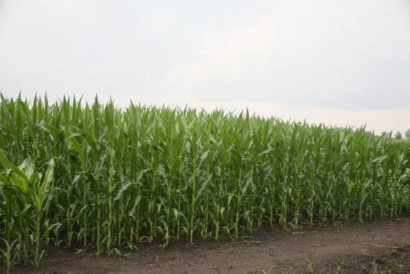 Гербициды для кукурузы — распишем по порядку