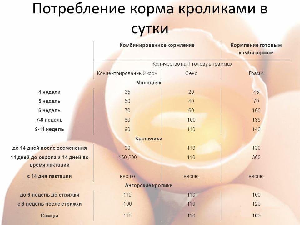Как кормить домашнего кролика: 10 шагов
