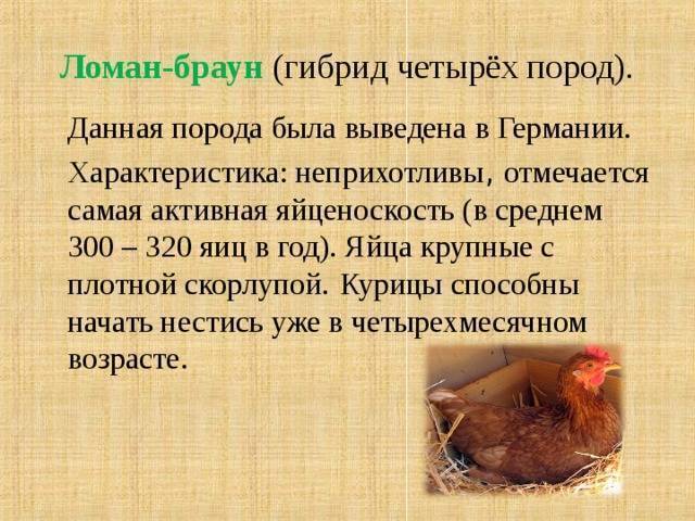 Эффективные заговоры для повышения яйценоскости кур