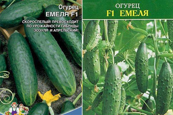 Огурец сорт вятский — характеристика и правила выращивания