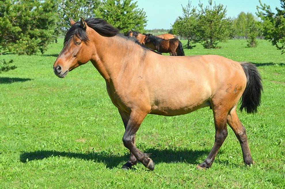 Лошади степных пород: описание | конный портал