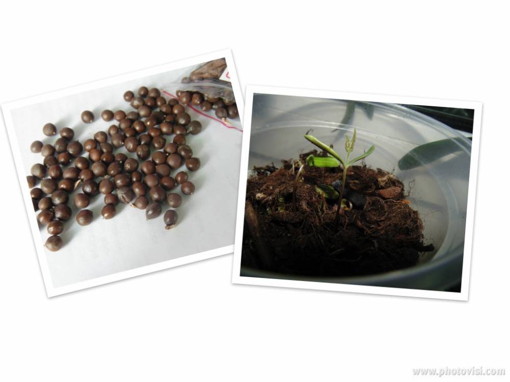 Как вырастить орхидею? из семян, луковиц, деток, корня (черенка) и в гидрогеле