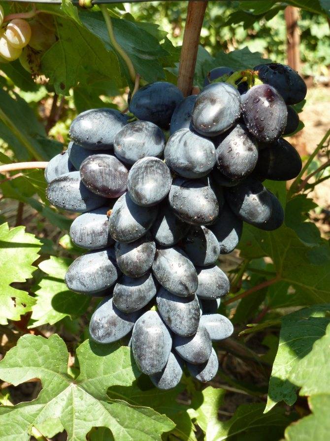 Как правильно выращивать виноград кодрянка: правила посадки и ухода +видео