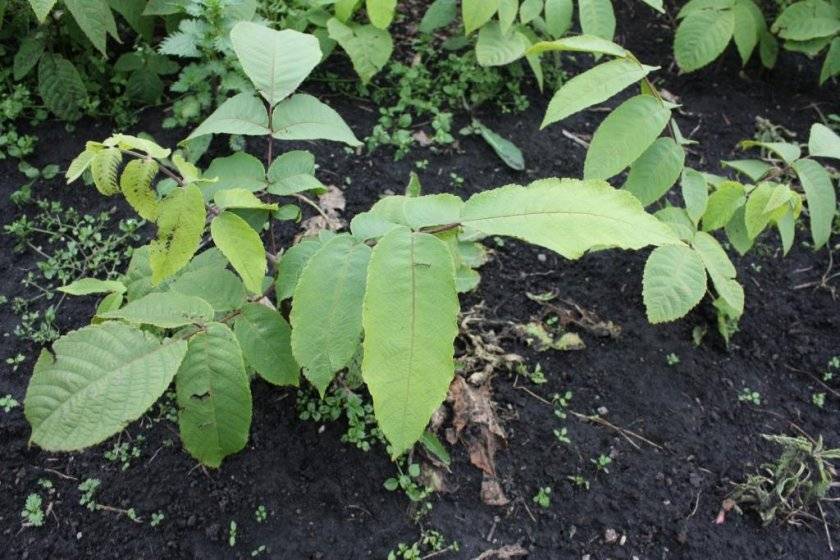 Как лучше посадить и вырастить маньчжурский орех на дачном участке