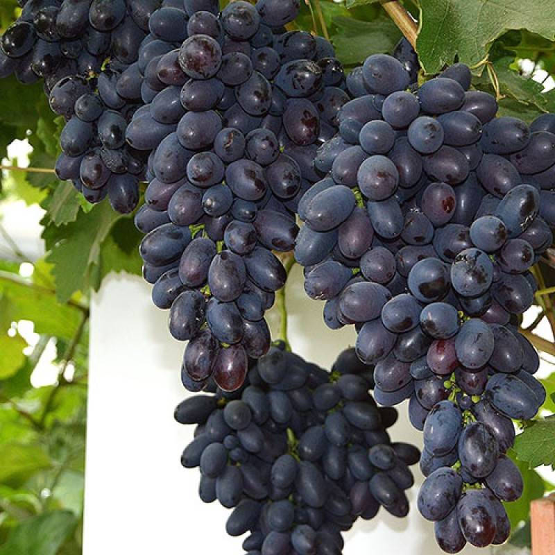Виноград молдова. описание сорта, фото, отзывы, сахаристость, обрезка, выращивание, уход