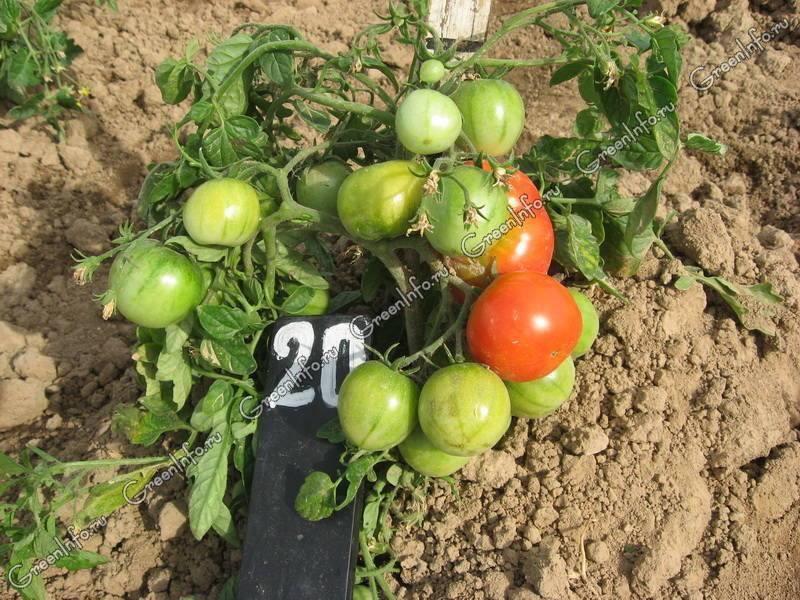 Какие томаты стоит посадить в теплице подмосковья в 2021 году: лучшие наименования