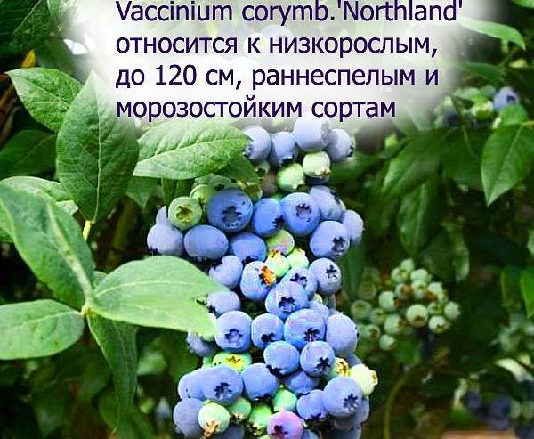 Голубика нортланд описание и выращивание сорта
