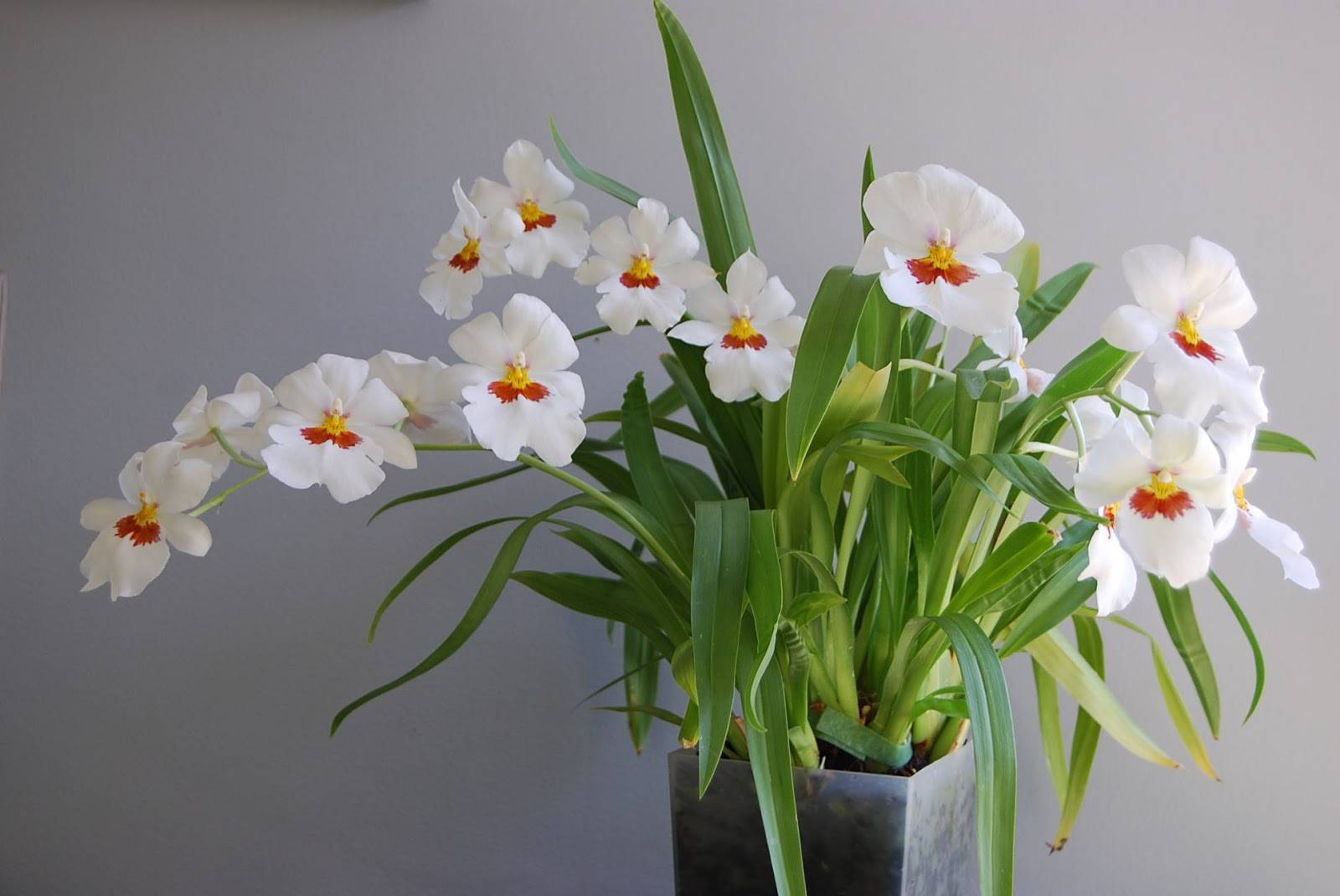 Орхидея «Мильтония»: описание, фото, уход в домашних условиях