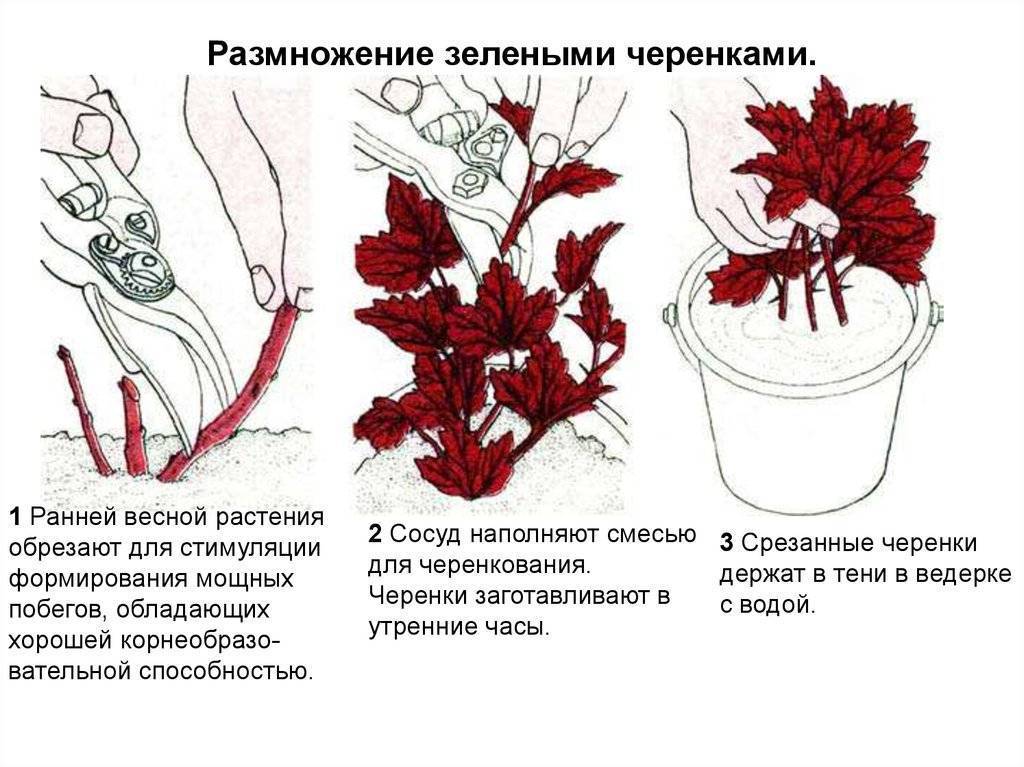 Черноплодная рябина: описание, выращивание, размножение