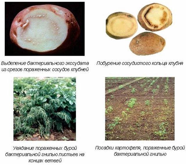 Бурая Кольцевая гниль