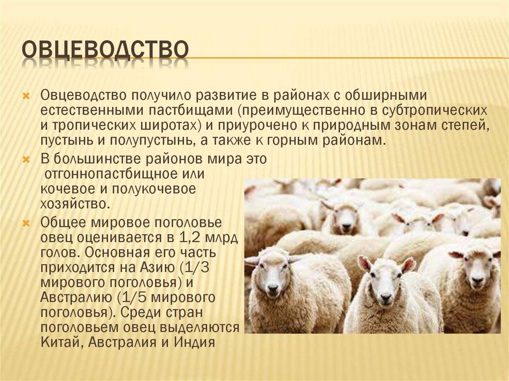 Овца животное. описание, особенности, виды, образ жизни и среда обитания овцы | живность.ру