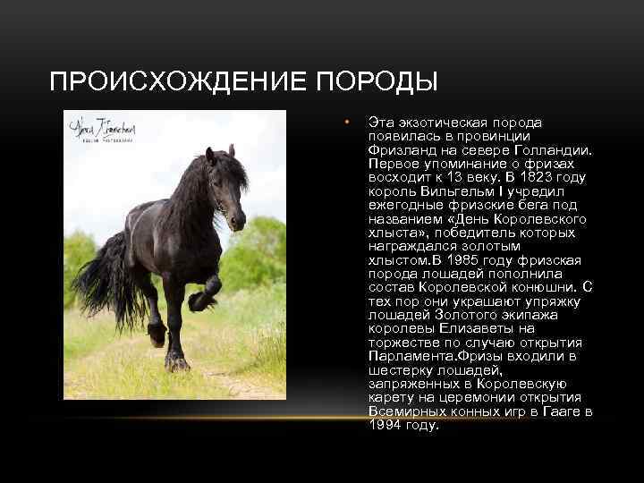 Белая и черная фризская лошадь: особенности породы и характер