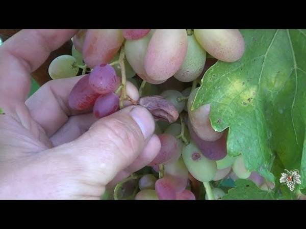 Почему осыпаются завязи на винограде?