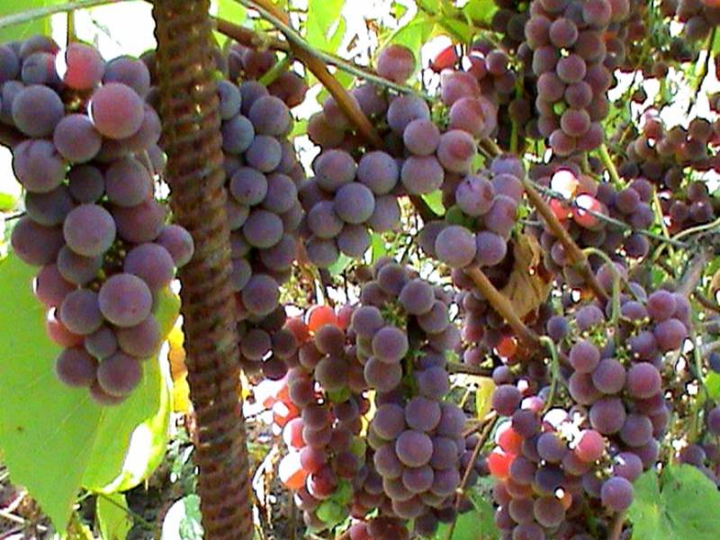Виноград "лидия": описание сорта с фото, характеристика, морозостойкость, урожайность, уход, правила обрезки и формирования куста.
