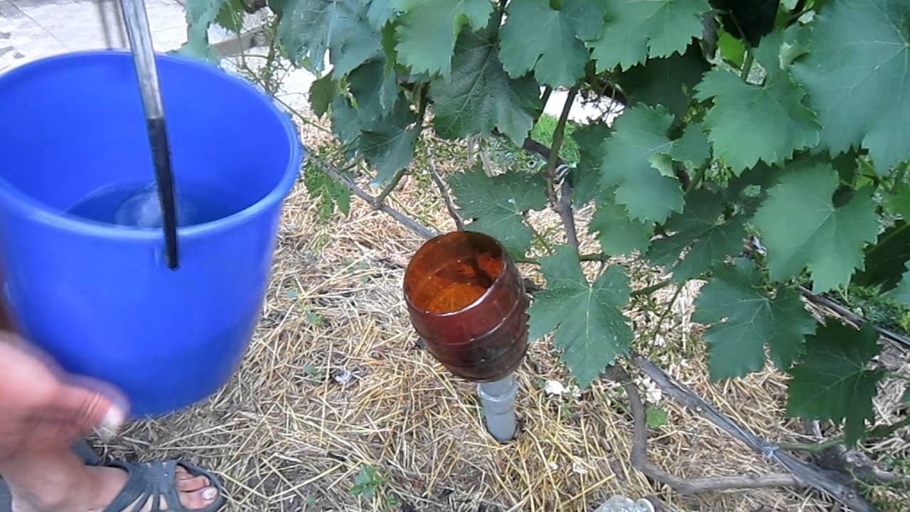 Полив винограда летом или о чем должен знать каждый виноградарь