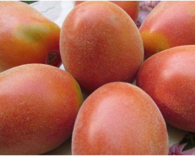 Томат мохнатый шмель - описание сорта, характеристика, урожайность, отзывы, фото