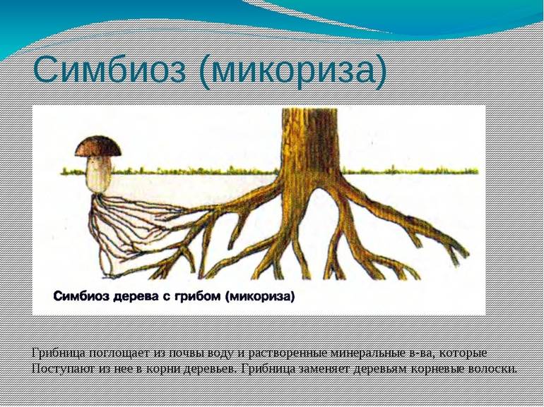 Презентация про симбиоз
