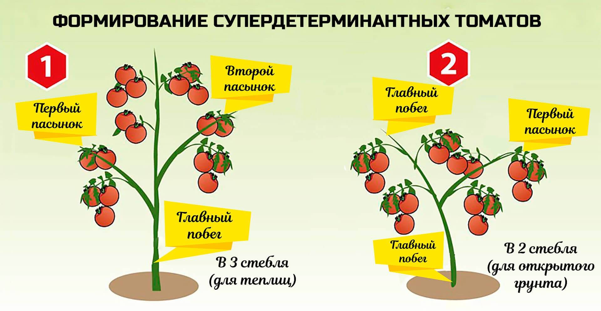 Как формировать помидоры в два стебля в теплице пошаговое фото