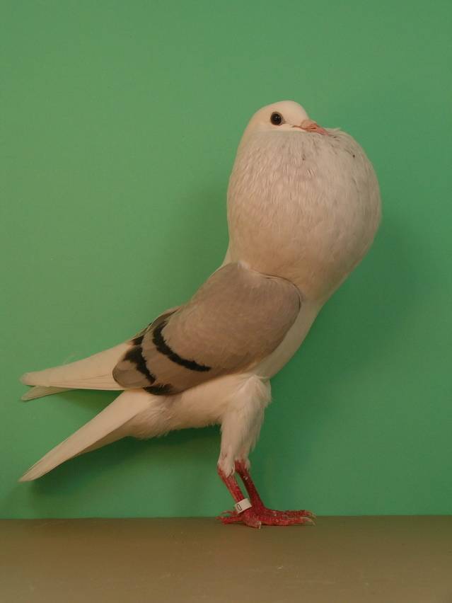 Виды и породы голубей: фото с названиями разновидностей птиц