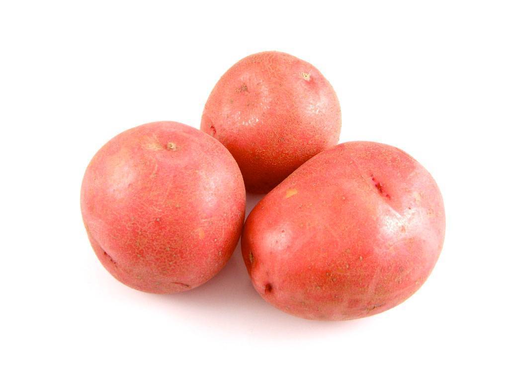 Описание и характеристика сорта картофеля красавчик, посадка и уход
