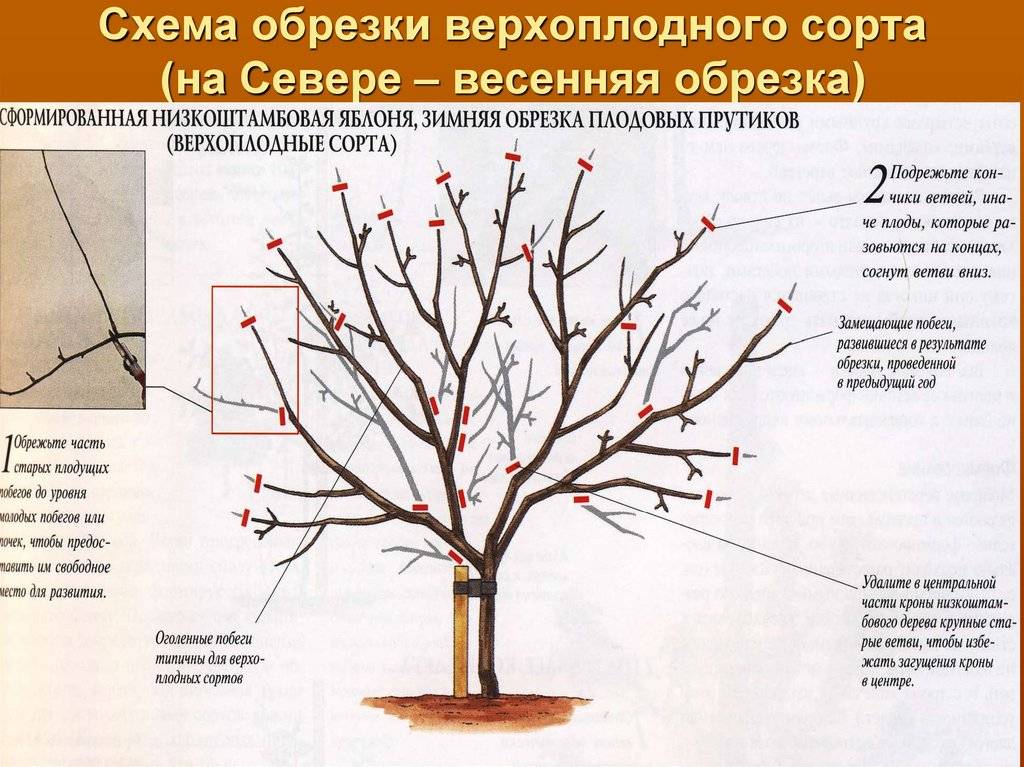 Формирование ствола груши схема