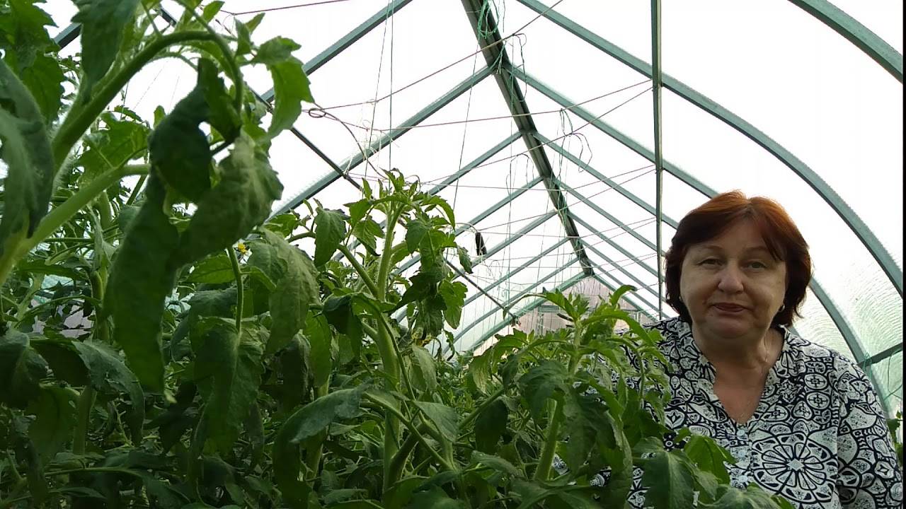 Жирование помидоров в теплице: причины и способы борьбы