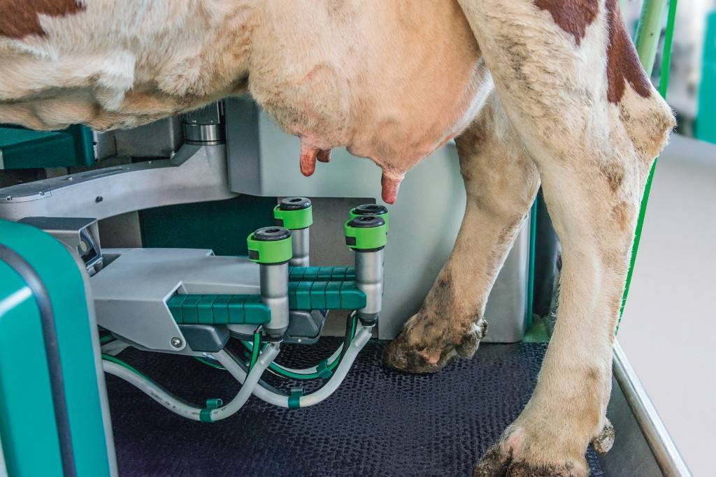 Разновидности доильных аппаратов для коров