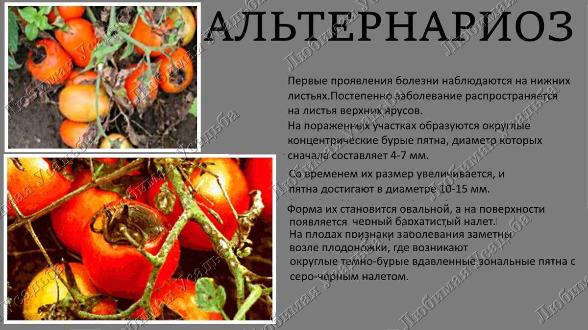 Болезни томатов в теплице описание с фотографиями