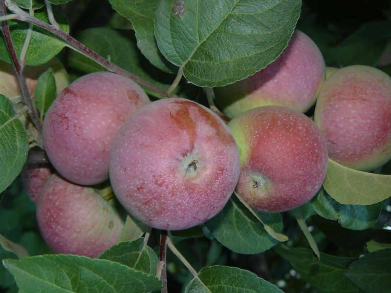 Яблоня лобо: описание и характеристики сорта, разновидности, посадка и уход
