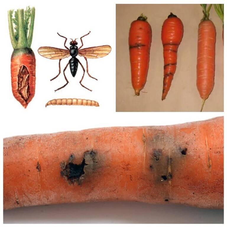 Мушка маленькая – вред огромный: стратегия борьбы с опасным вредителем – злаковой мухой