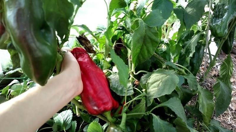 Лучшие сорта перца для теплицы: выбираем правильно