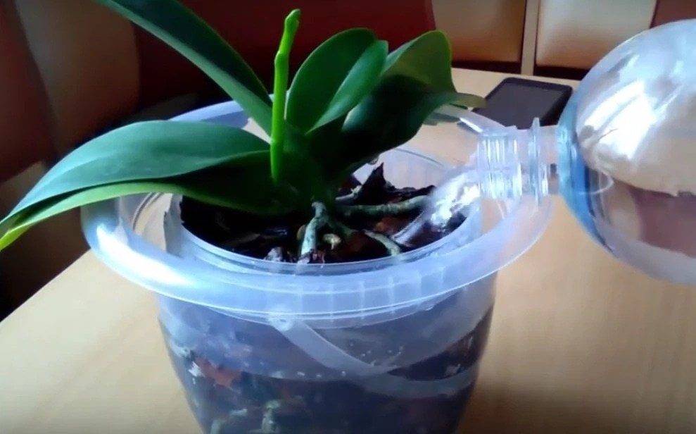 Как правильно поливать орхидею в домашних условиях: в горшке, пошагово