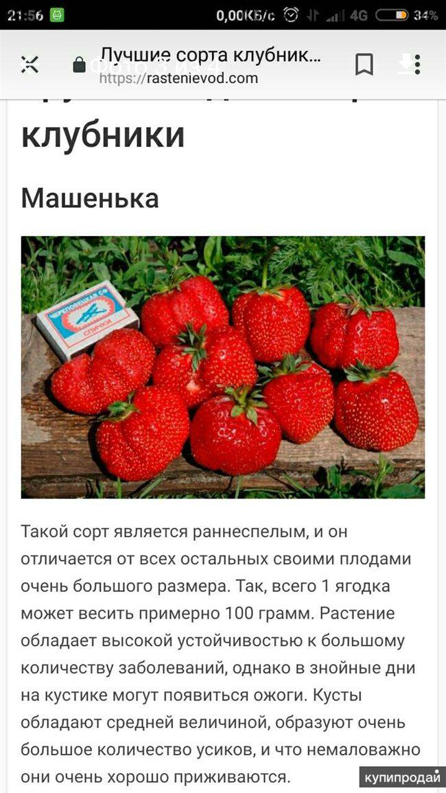 Сорт клубники Машенька — описание и особенности выращивания