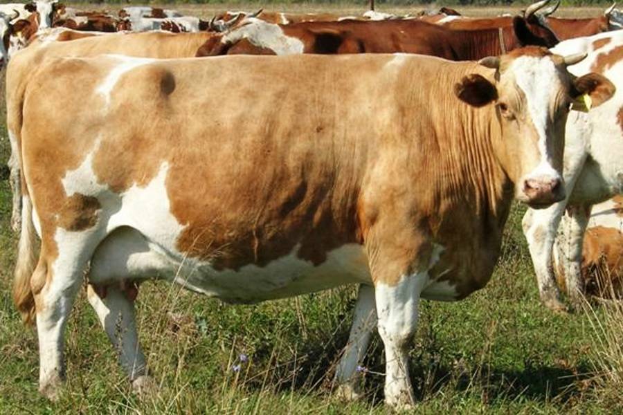 Симментальская порода коров характеристика, бычки симменталы