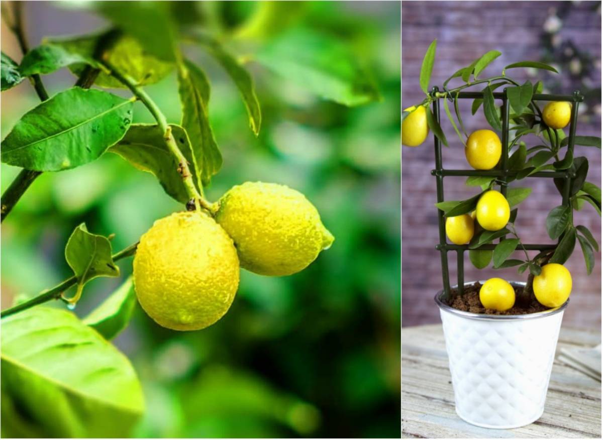 Как вырастить лимон из косточки в домашних условиях?
