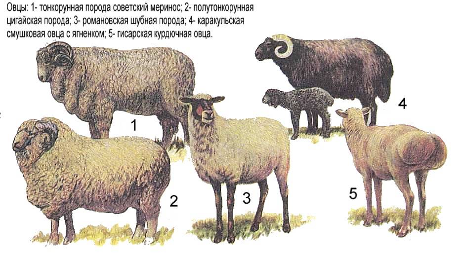 Породы овец мясного направления: лучшие в россии для мраморной баранины