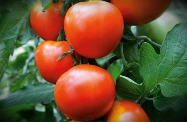 Сорта томатов устойчивые к фитофторе для подмосковья