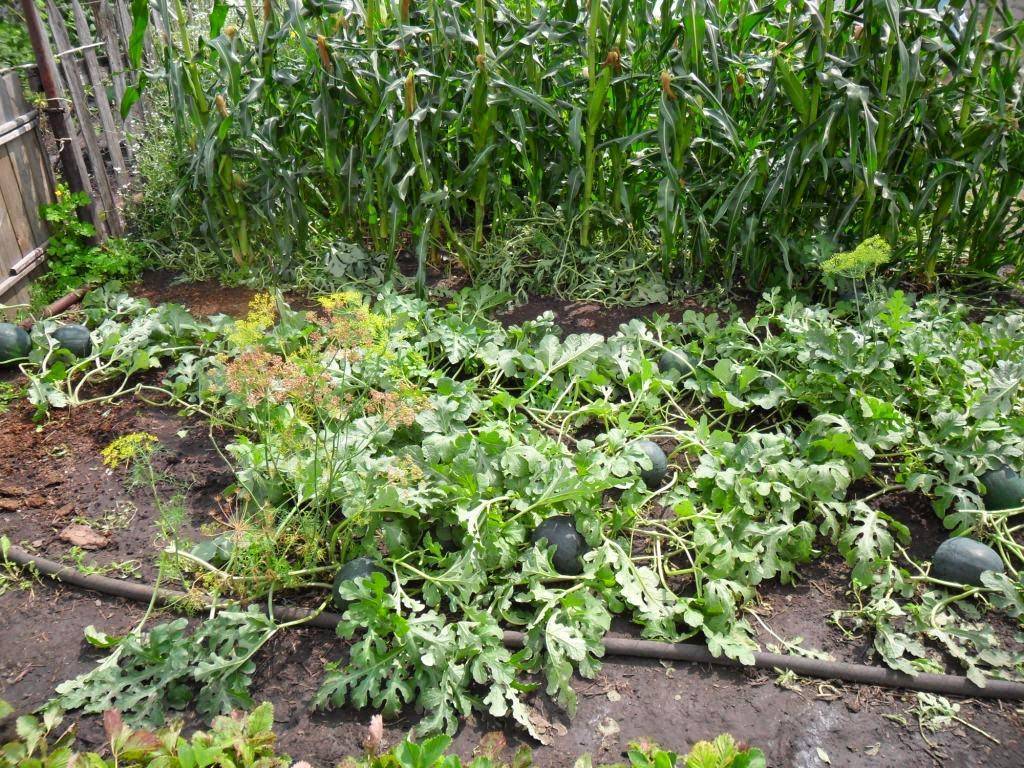 Выращивание арбузов в открытом грунте и теплице в сибири: посадка и уход