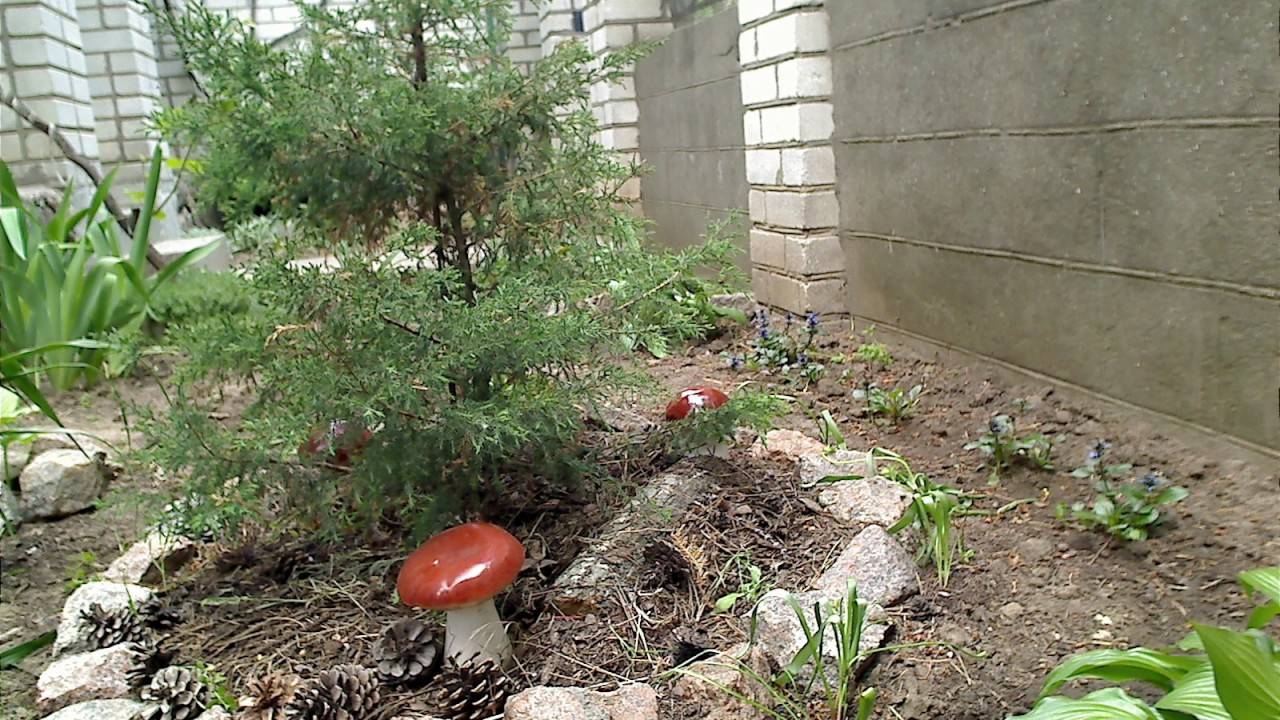 Как вырастить грибы на садовом участке: пошаговая инструкция