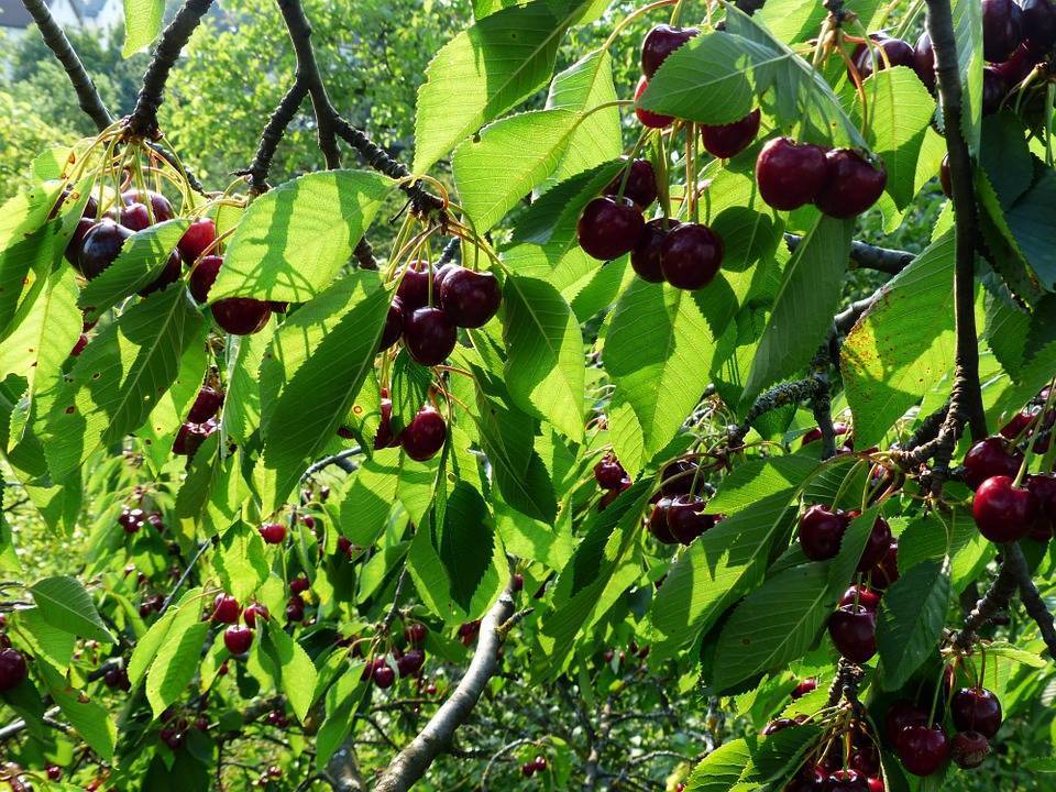 Вишневое дерево — это ягода или фрукт, где растет кустарник вишни
