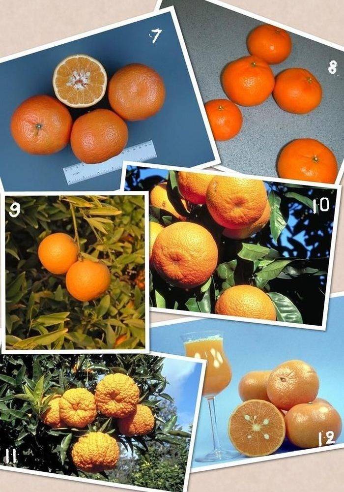 Семейство цитрусовых фруктов список и фото