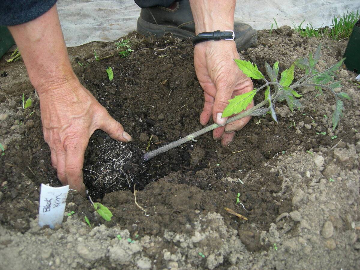 Стебель — в корень: когда есть смысл сажать помидоры лежа и как это грамотно делать, чтобы в разы увеличить урожайность — фазенда