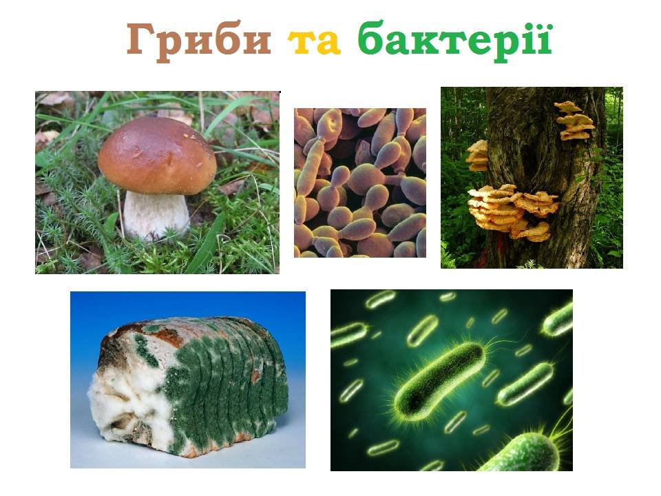 Большинства бактерий и грибов. Грибы и бактерии. Грибы и бактерии Разрушители. Бактерии грибов. Грибы микроорганизмы.