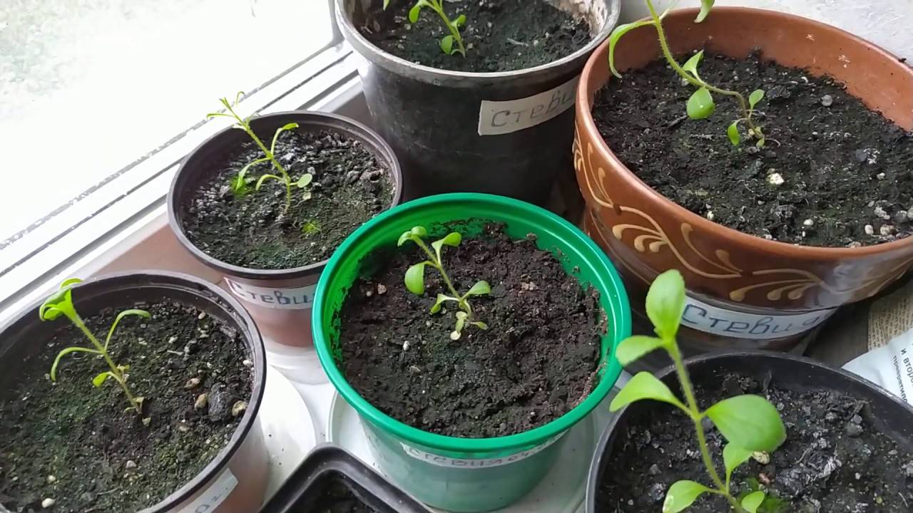 Стевия — выращивание в домашних условиях и открытом грунте из семян