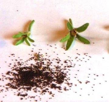Когда и как собирать семена петунии своими руками в домашних условиях
