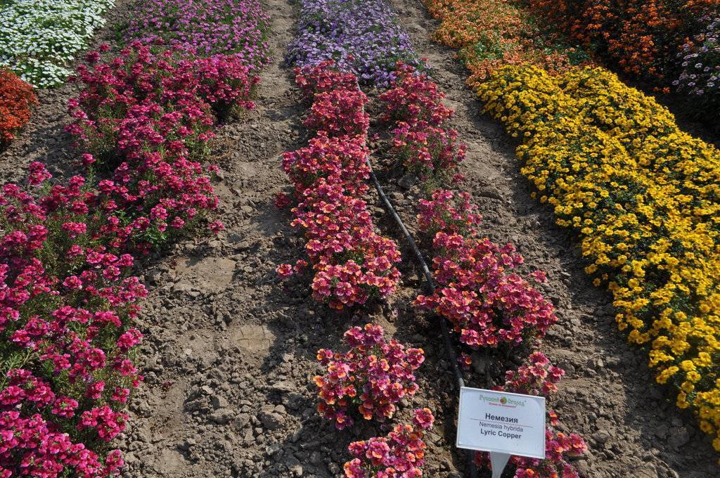 Цветы немезия посадка и уход фото когда сеять семена