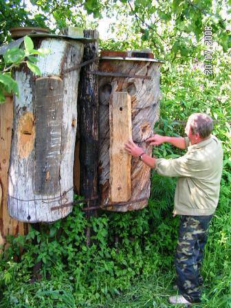 Колодное пчеловодство: борть для пчел, изготовление