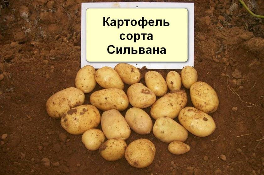 Описание картофеля Сильвана