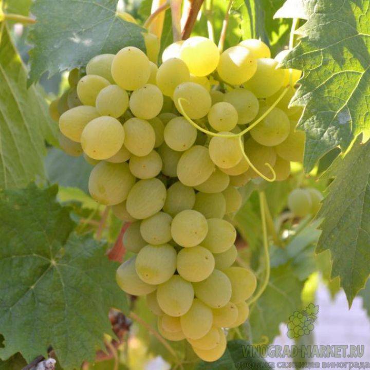 Виноград элегант: описание сорта